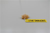 藏品(臺灣棘刺蟹)的圖片